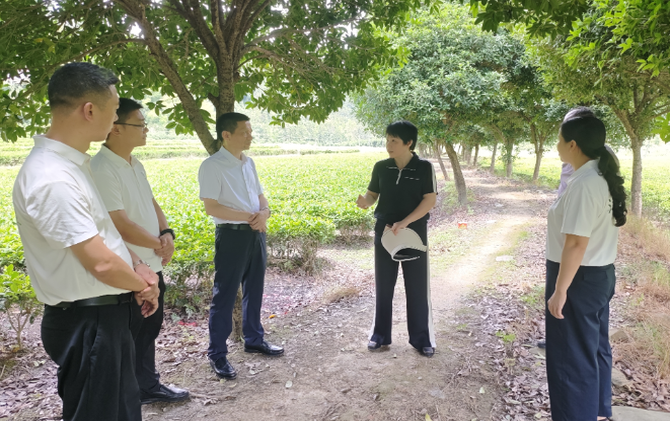 王一花赴洋泉镇调度省级农业产业强镇申报工作
