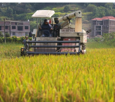 【视频】常宁兰江乡：水稻喜丰收 农机收割忙