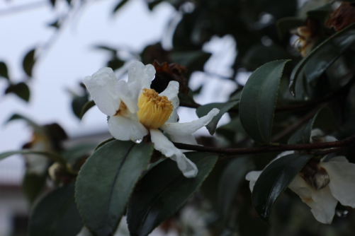 【视频】久旱逢甘霖 山茶花开分外俏