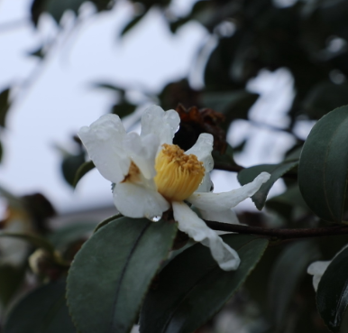 【视频】久旱逢甘霖 山茶花开分外俏