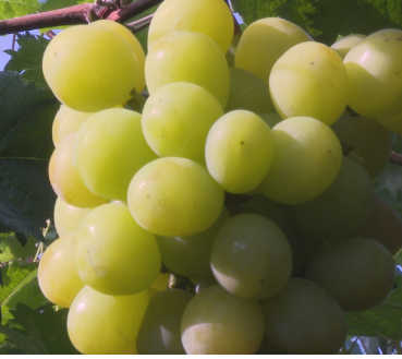 【视频】曲潭街道大屋村： 600亩葡萄争“鲜”上市  甜蜜一“夏”