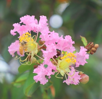 【视频】砚池山公园：紫薇花开正烂漫