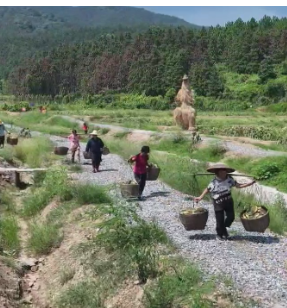 【视频】洋泉镇巷坪村：400余亩油葵笑迎丰收