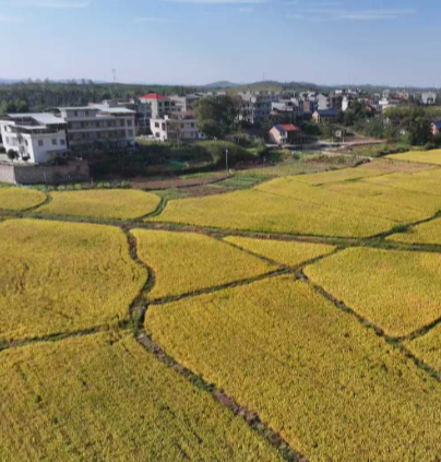 【视频】常宁29.8万亩晚稻喜获丰收