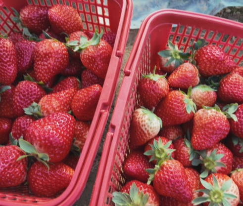 【视频】大棚草莓“抢鲜”上市 映红冬日“莓”好生活