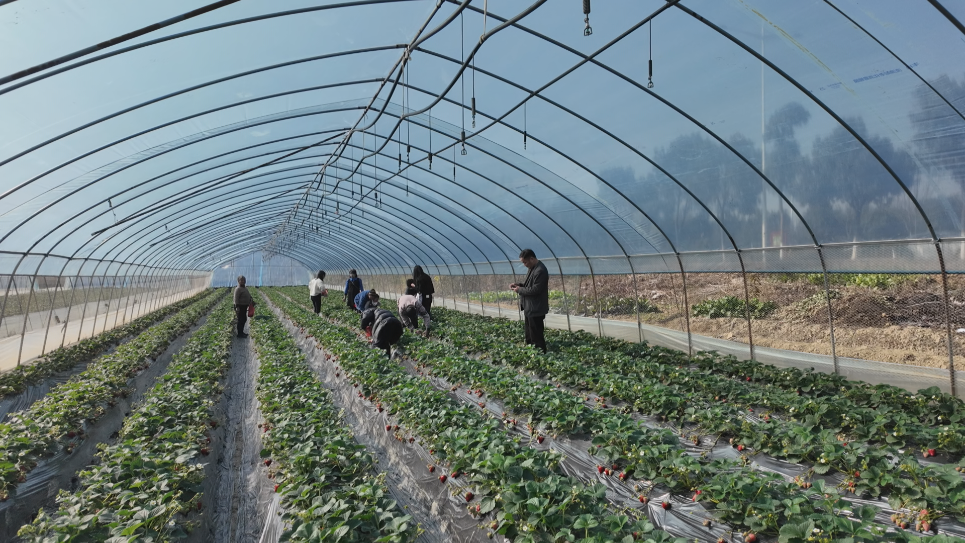 草莓111111.png 草莓111111.png