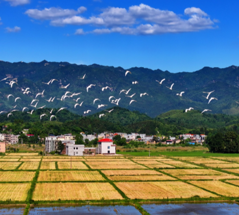 “组财村管”守家底 阳光交易促振兴 —— 常宁以 “三资” 规范化改革算实集体 “明白账”