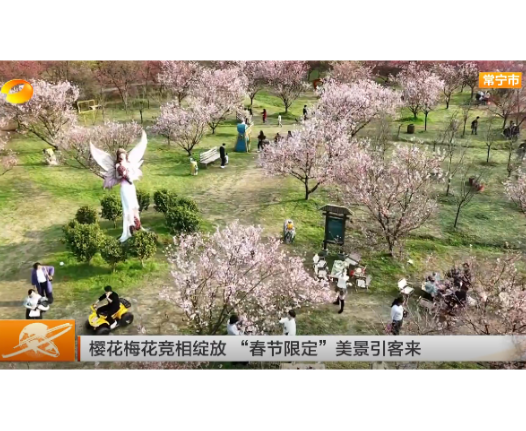《湖南新闻联播》报道常宁新闻《常宁百万樱花园：樱花绽放迎新春 花海年味醉游人》