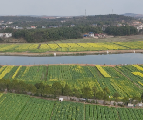 【视频】春日踏春正当时 塘湾村千亩油菜花海引客来
