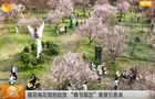 《湖南新闻联播》报道常宁新闻《常宁百万樱花园：樱花绽放迎新春 花海年味醉游人》