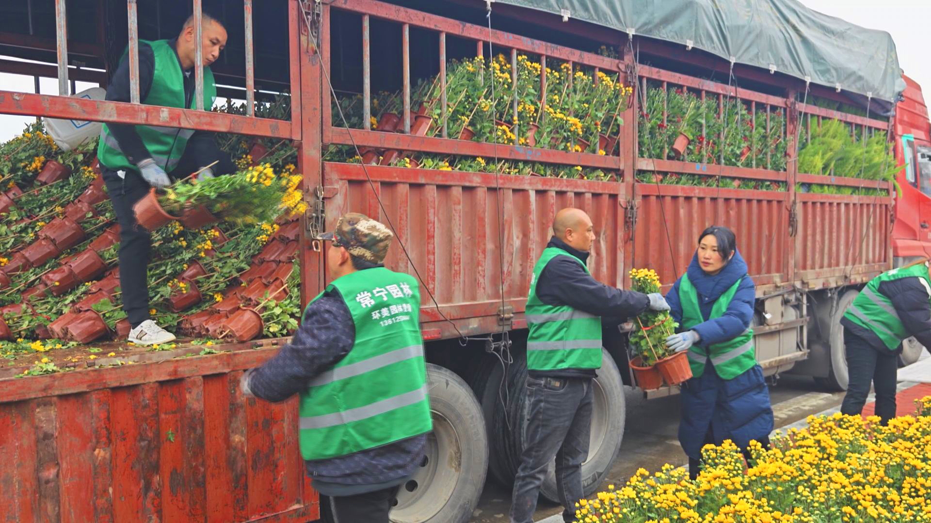 满城花海 (2).jpg
