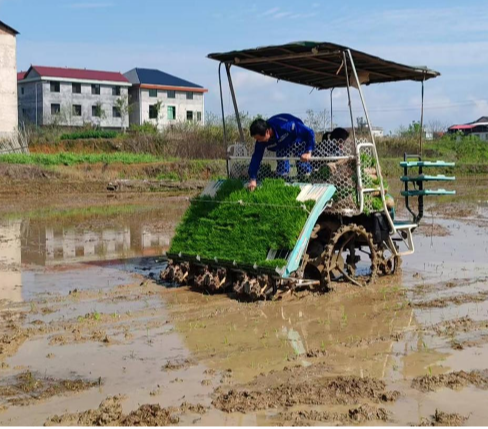 常宁兰江乡:田间插秧添新绿 机械作业助春耕