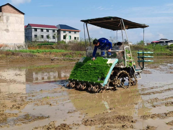 常宁兰江乡：田间插秧添新绿  机械作业助春耕