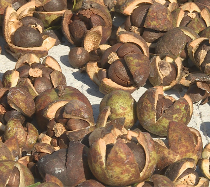 【视频】常宁:油茶果丰收 农户榨油忙