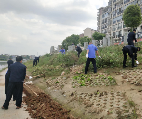 市城管执法局：整治河堤种菜 保护生态环境