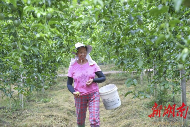 走向胜利·决战决胜乡村述说丨一群女能手,撑起“半边天”