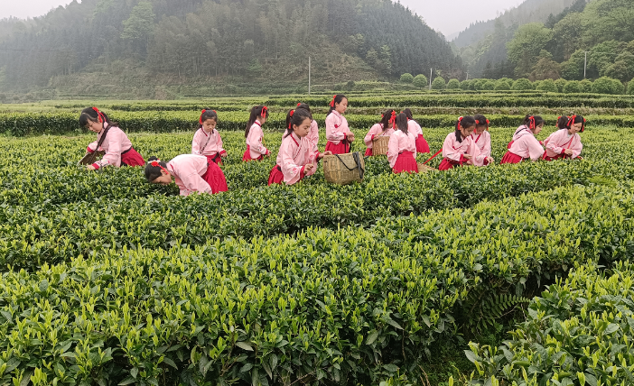 走进天塘山：弘扬茶文化 茶香韵童年