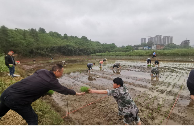 泉峰司法所：急群众所急 义务插秧助农时