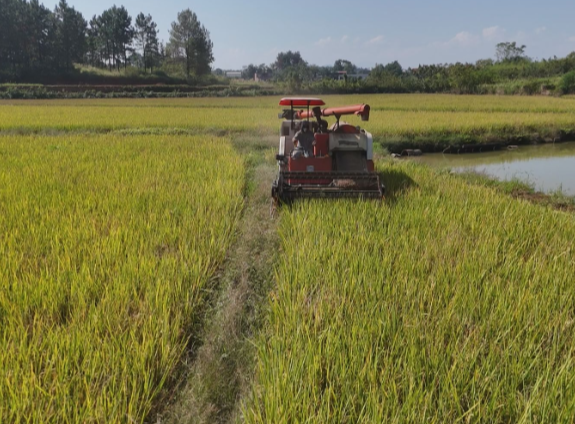 【视频】常宁:金浪滚滚粮满仓