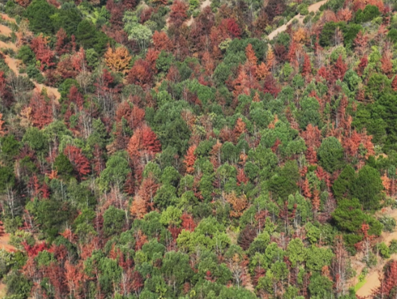 【视频】冬日山林披“彩衣” 层林尽染醉游人
