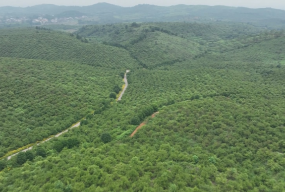 【视频】最是乡音解乡愁●我的家乡在变化（278）油茶绿浪涌 产业百花香——小松柏村破茧成蝶