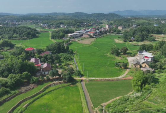 【视频】最是乡音解乡愁●我的家乡在变化（277）麦浪面香串起体验链 岩门村"农旅融合"绘新图