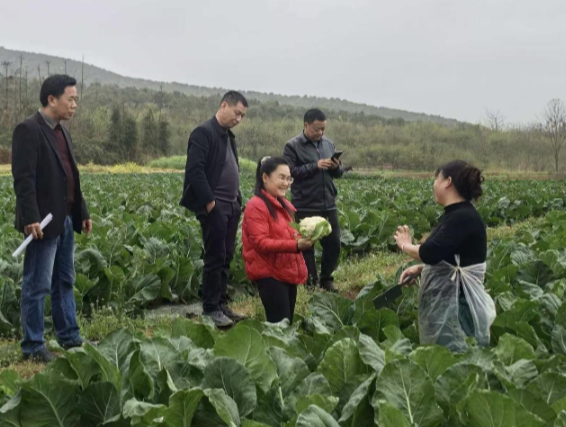 荫田镇联塘村：盘活“三闲”探新路 花菜地里话发展
