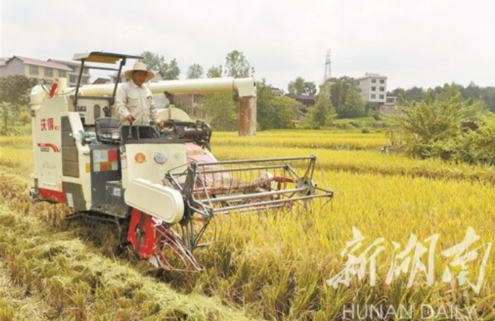 走向胜利·决战决胜乡村述说｜昔日抛荒良田 今又金稻飘香