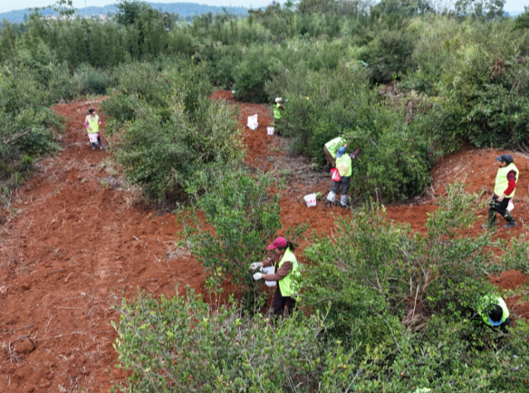 【视频】常宁:硬核科技+营商沃土 霜降籽喜获丰年