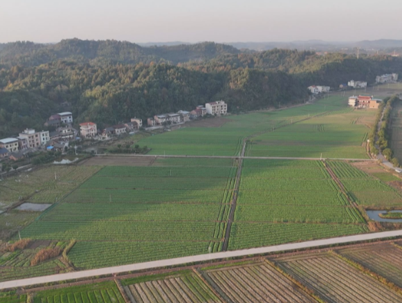 【视频】常宁:32.5万亩油菜“织绿毯” “稻油轮作”绿生金