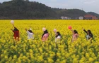  【视频】常宁：油菜花开 美景如画