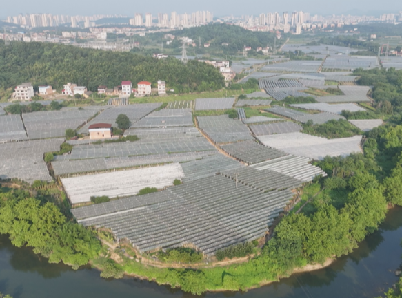 【视频】最是乡音解乡愁●我的家乡在变化（289）常宁大屋村：盛夏葡萄缀满枝 电商助力丰收甜