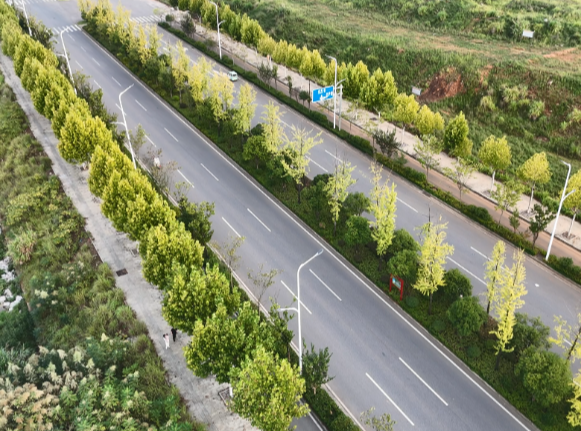 【视频】城市微革命 幸福家门口（64） 金箔缀城 银杏染秋——常宁迎来最美银杏观赏季