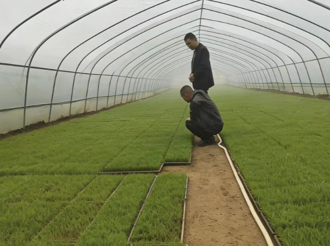 曲潭街道:春耕生产按下“快进键” 早稻种植有序推进