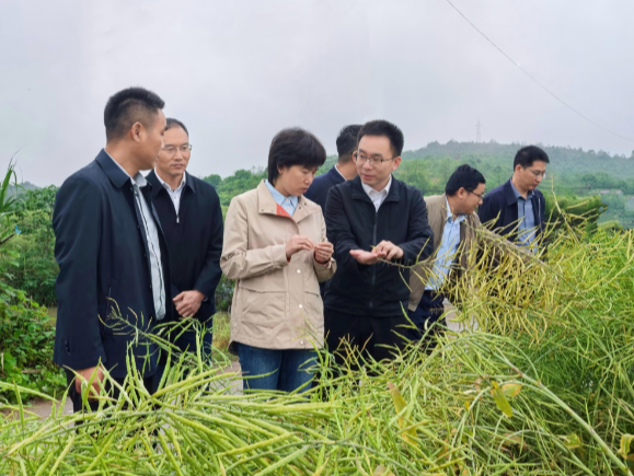 邓艳红调研秸秆综合利用、农村“三资”管理、防汛备汛工作