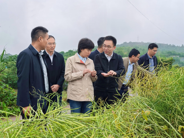 邓艳红调研秸秆综合利用、农村“三资”管理、防汛备汛工作