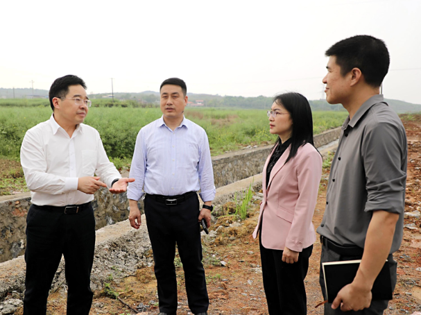 【视频】罗卫华督导群众身边不正之风和腐败问题集中整治相关工作