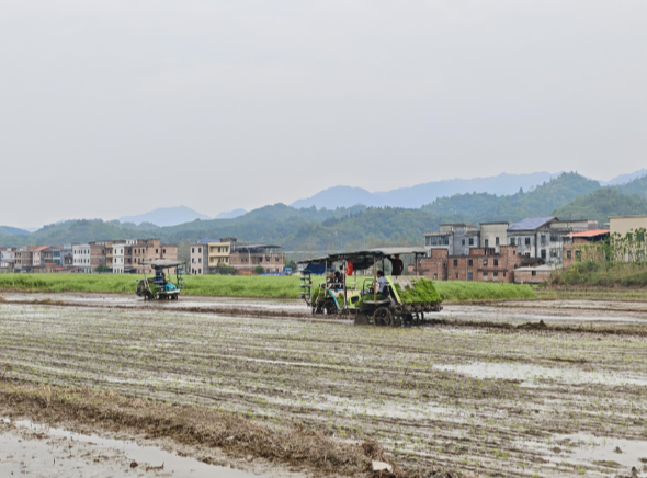 【视频】开局八好 乘势而上丨罗桥镇：双轮驱动  1.78万亩早稻插秧全面铺开 