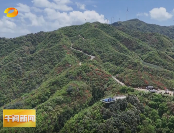 湖南卫视《午间新闻》报道常宁新闻《常宁：云上花开 天堂山高山杜鹃迎来暮春旅游热》