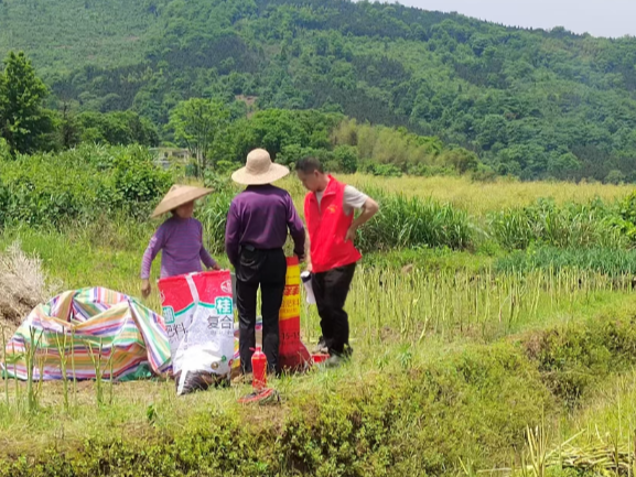 板桥镇先峰村油菜秸秆禁烧宣传走村入田