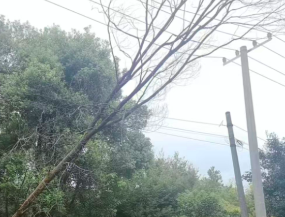 胜桥镇快速处置树木压线险情 全力守护电网与群众安全