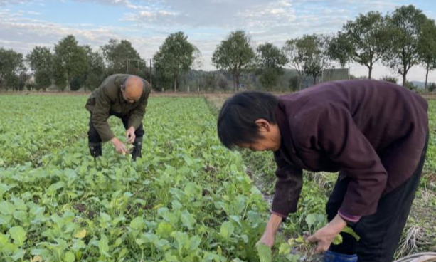 【视频】常宁：种植油菜面积30万亩  助力乡村振兴