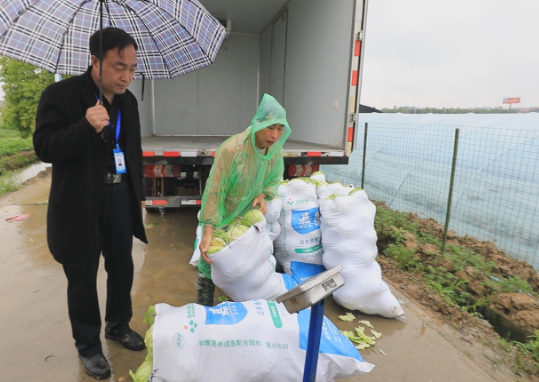 爱心企业冒雨采摘 当日购买五千余斤