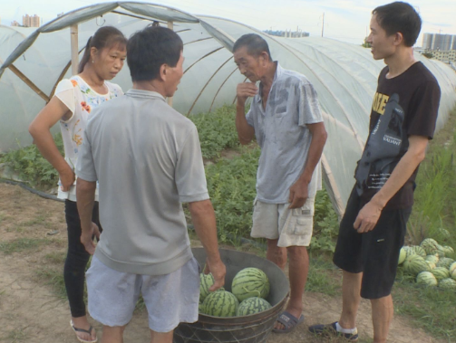 常宁：西瓜丰收果农笑 产业振兴乡村美