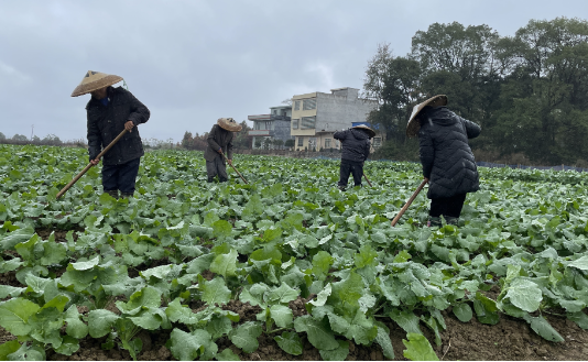 【视频】农技专家下田“支招” 油菜安全越冬