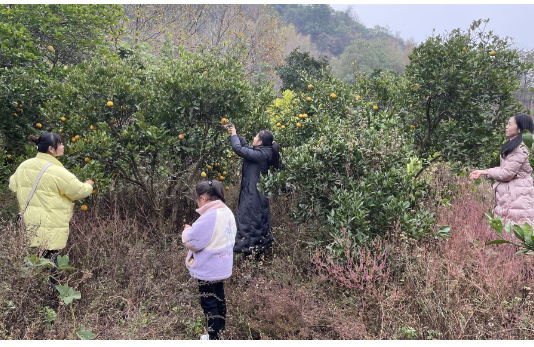 【视频】柑橘飘香 乐享采摘