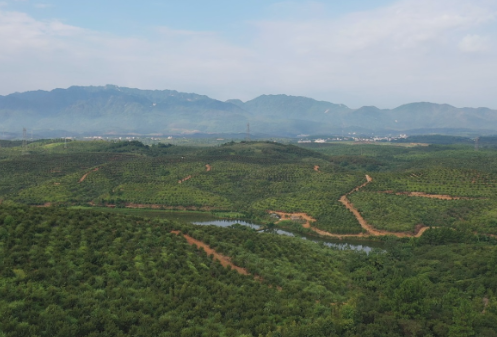 常宁：打造油茶特色产业公共品牌 推动价值链向中高端迈进