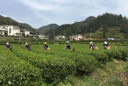【视频】常宁：悠悠清茶香  春日采茶忙