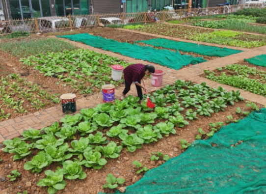 【视频】城市微革命 幸福家门口(74)千巷日记 曲潭街道由市社区:“边角料”蝶变“共享园” 方寸地“耕”出邻里情