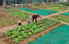 【视频】城市微革命 幸福家门口（74）千巷日记 曲潭街道由市社区：“边角料”蝶变“共享园” 方寸地“耕”出邻里情